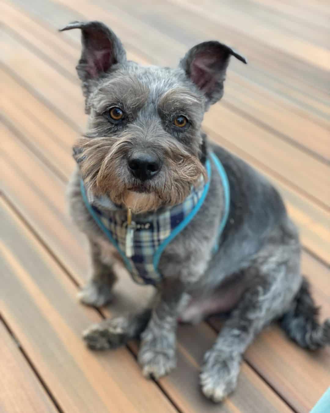 schnauzer cairn terrier mix after grooming