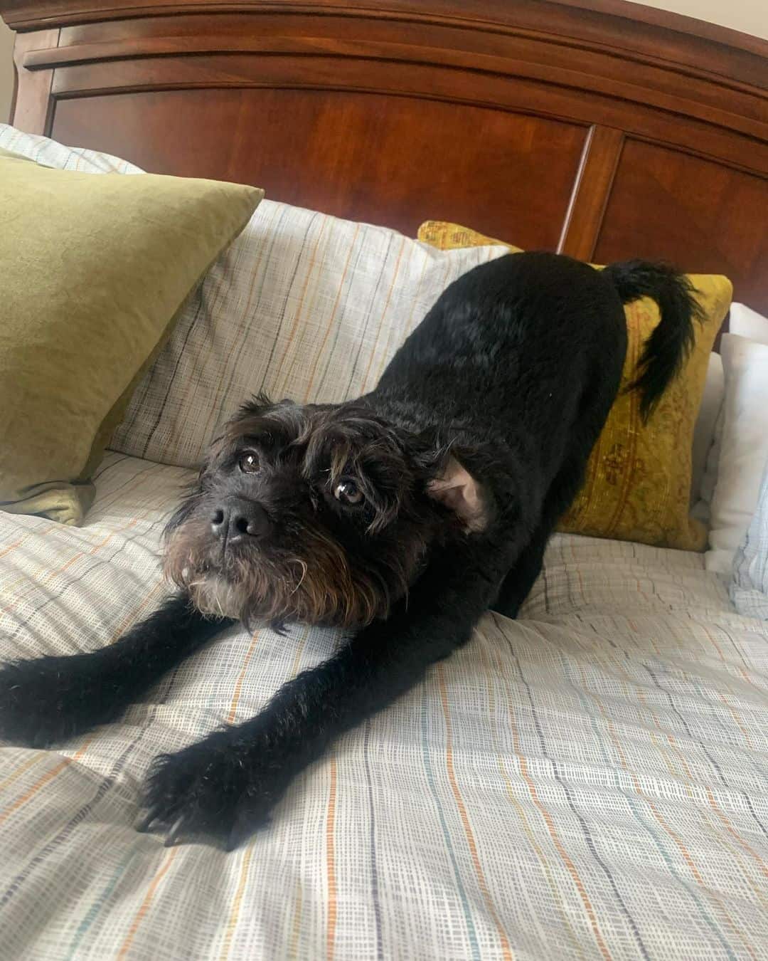 schnauzer terrier mix dog stretching on bed
