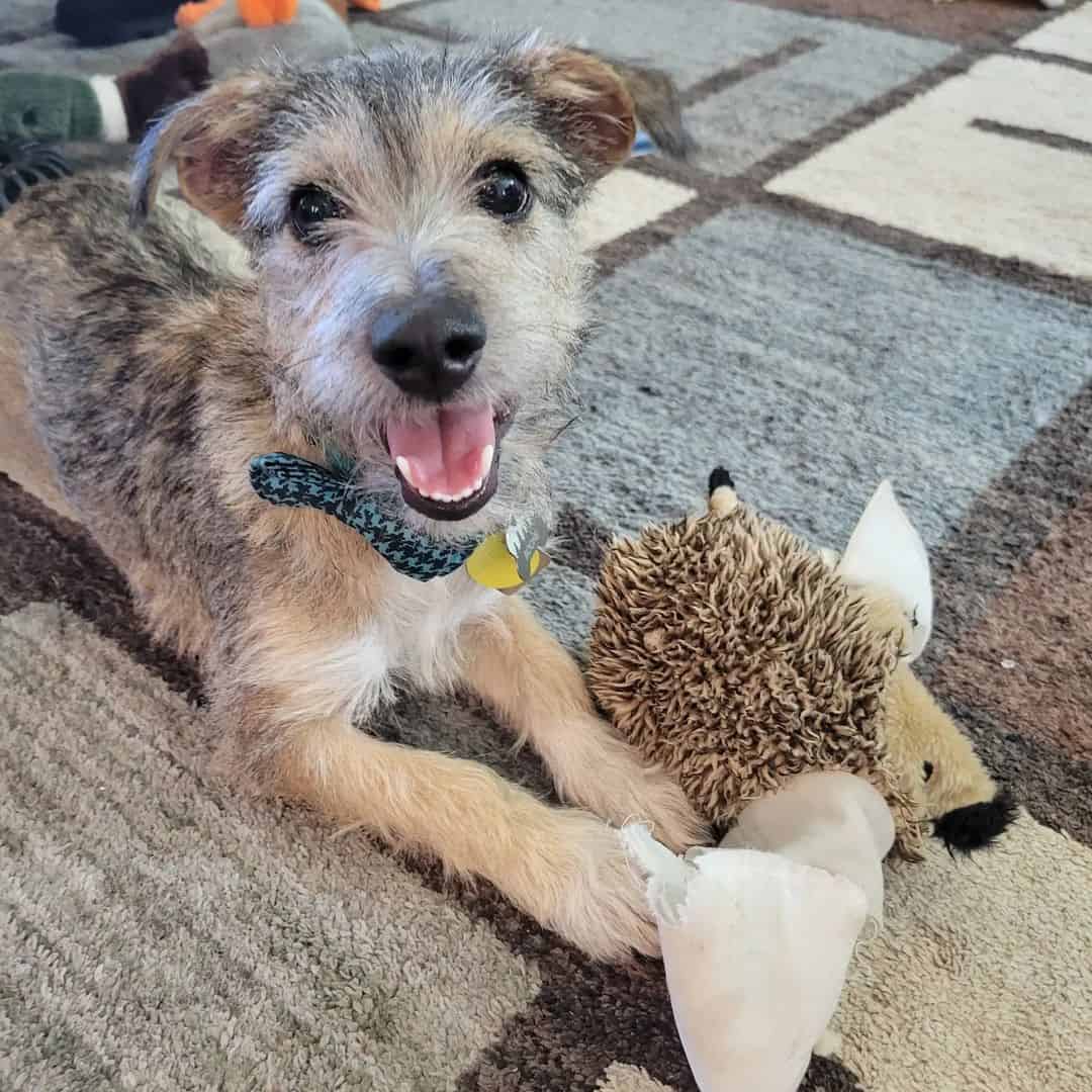 schnauzer terrier mix dog