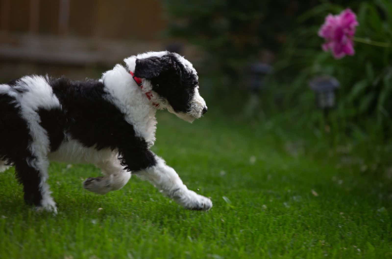 sheepadoodle puppy running in the yard