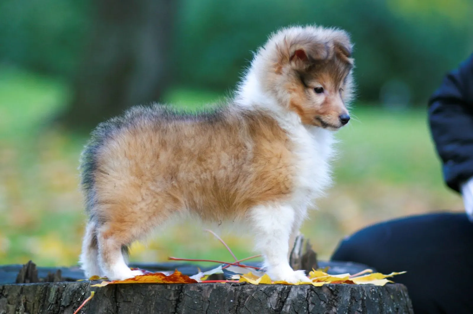 shetland sheepdog puppy in the park