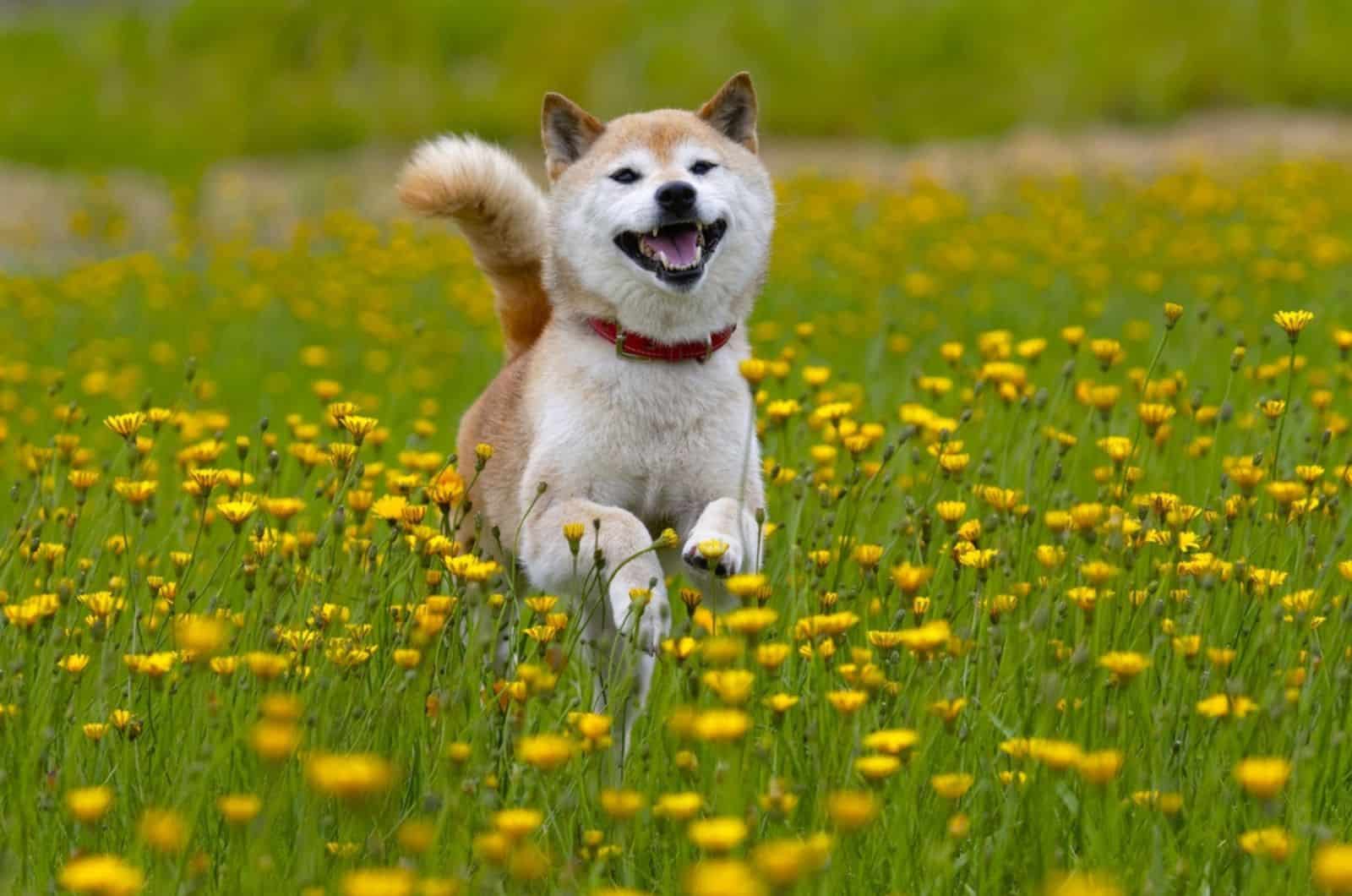 shiba inu dog running on a meadow