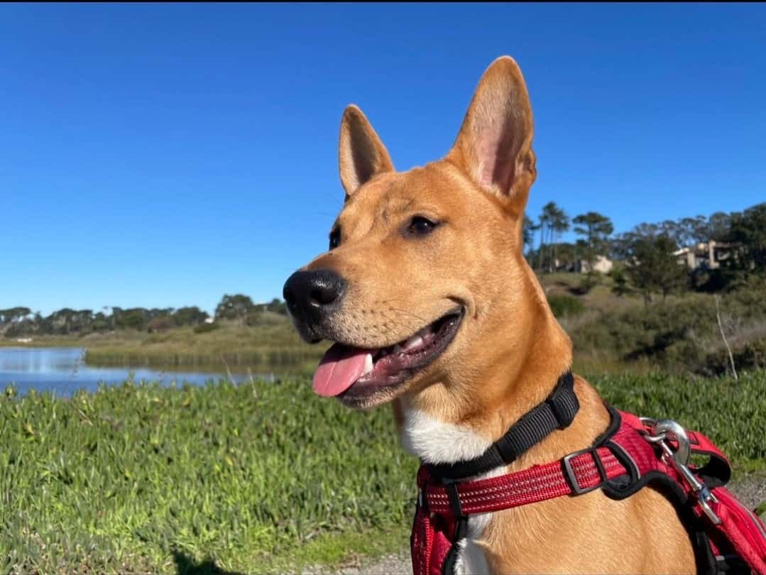 shiba inu pitbull mix, known as shipit