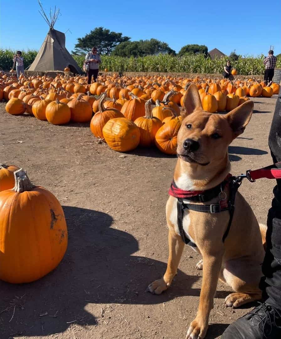 shiba inu pitbull mix posing next to pumpkins