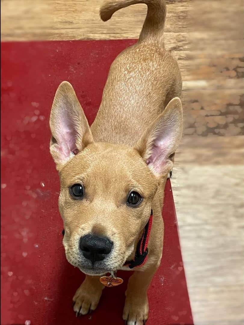 shiba inu pitbull mix puppy