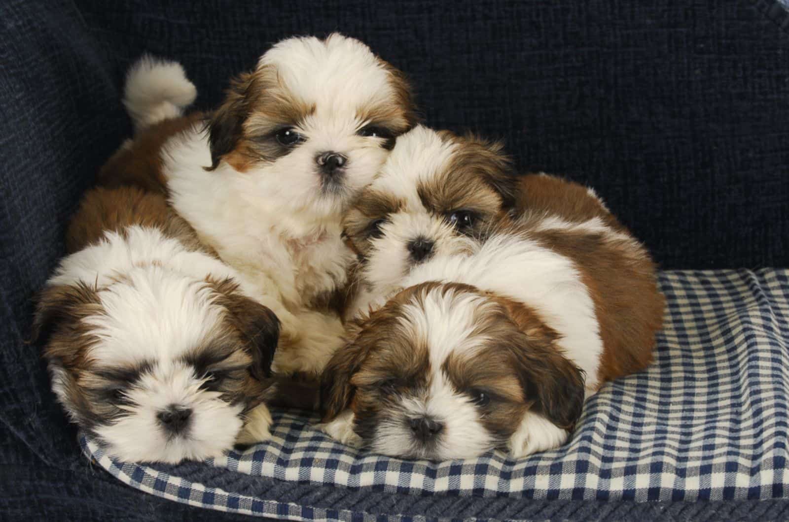 shih tzu puppies lying in the bed