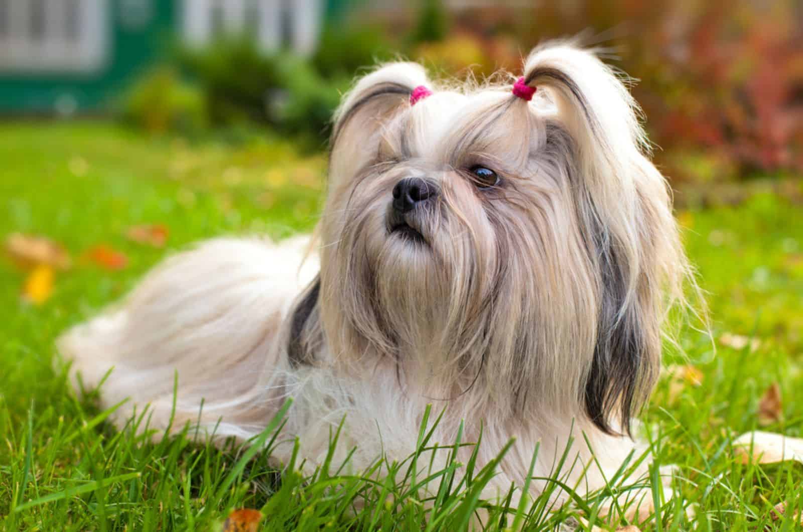 shih tzu dog lying on the grass