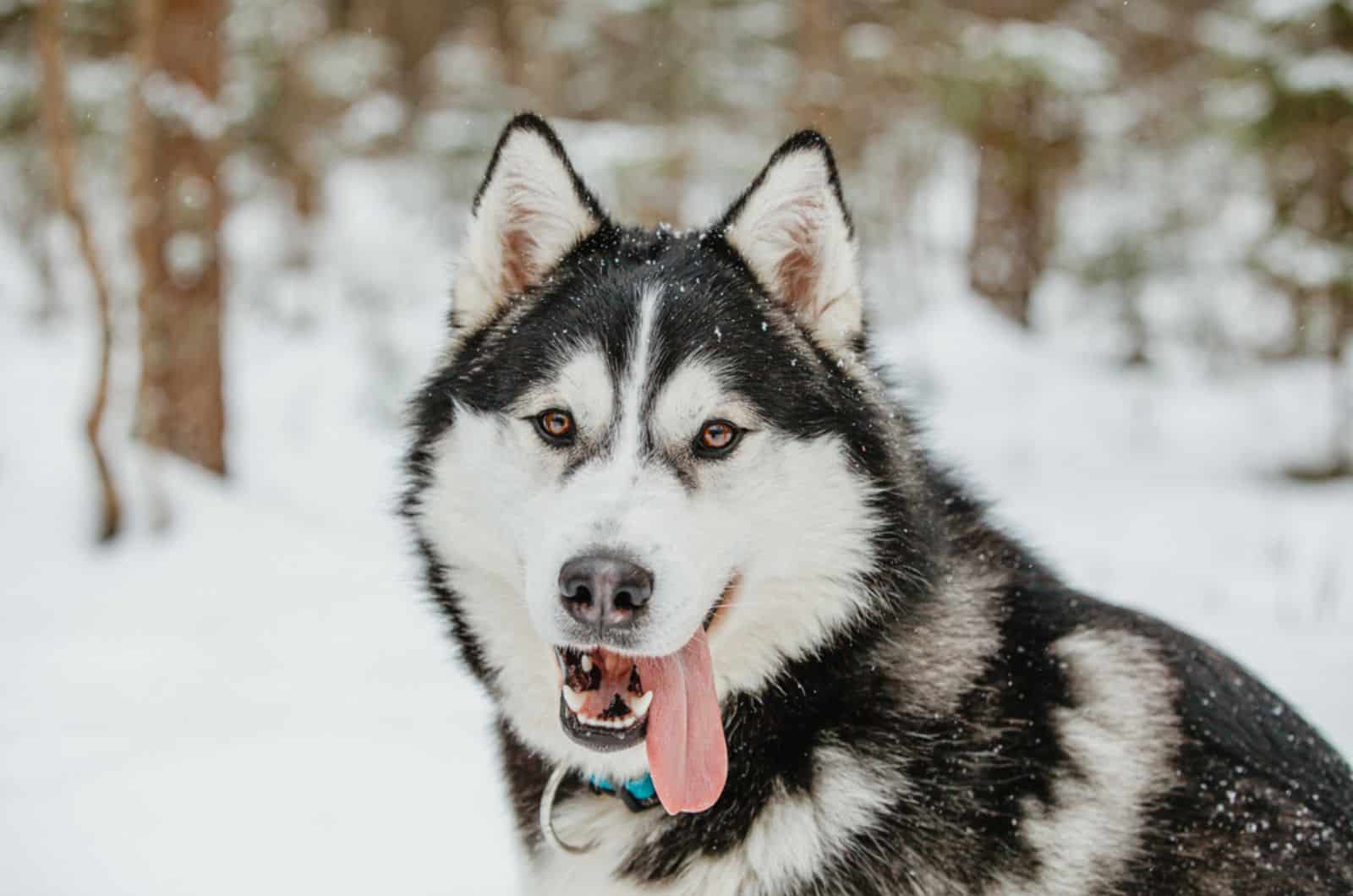 siberian husky on the snow