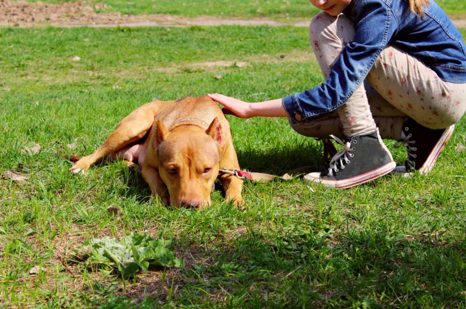 sick pitbull lying on the grass