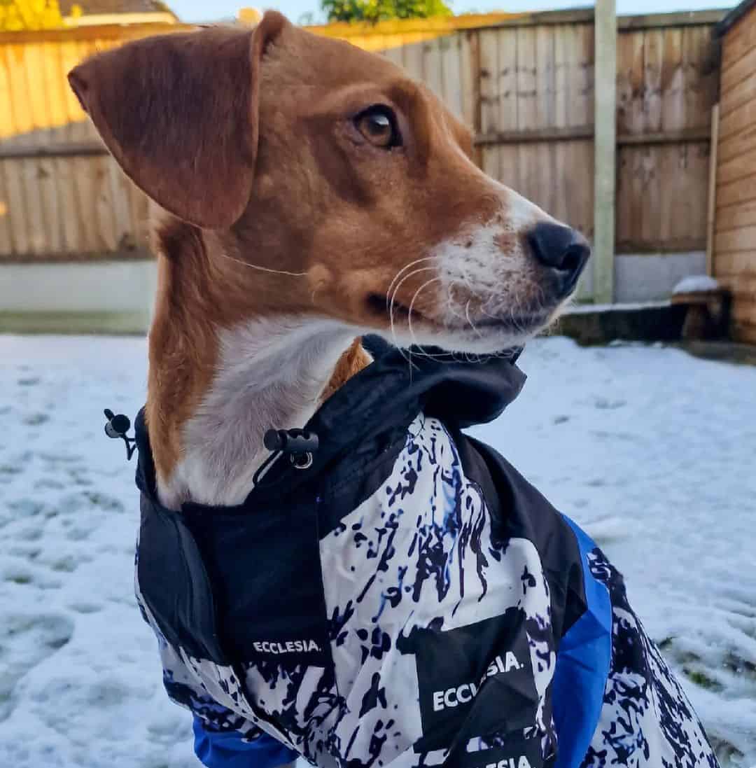 side portrait of jack russel beagle mix