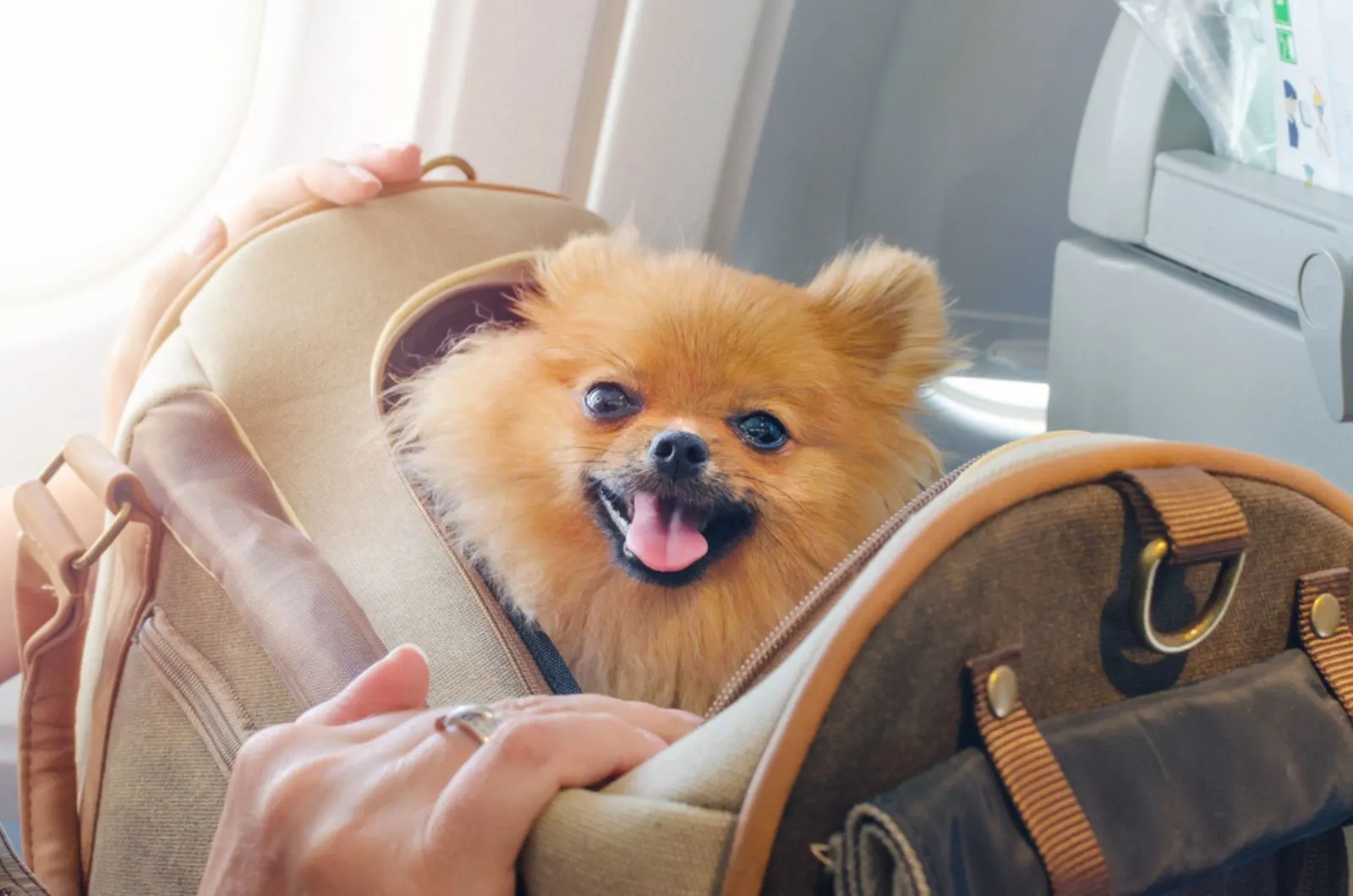 small dog pomaranian spitz in a travel bag