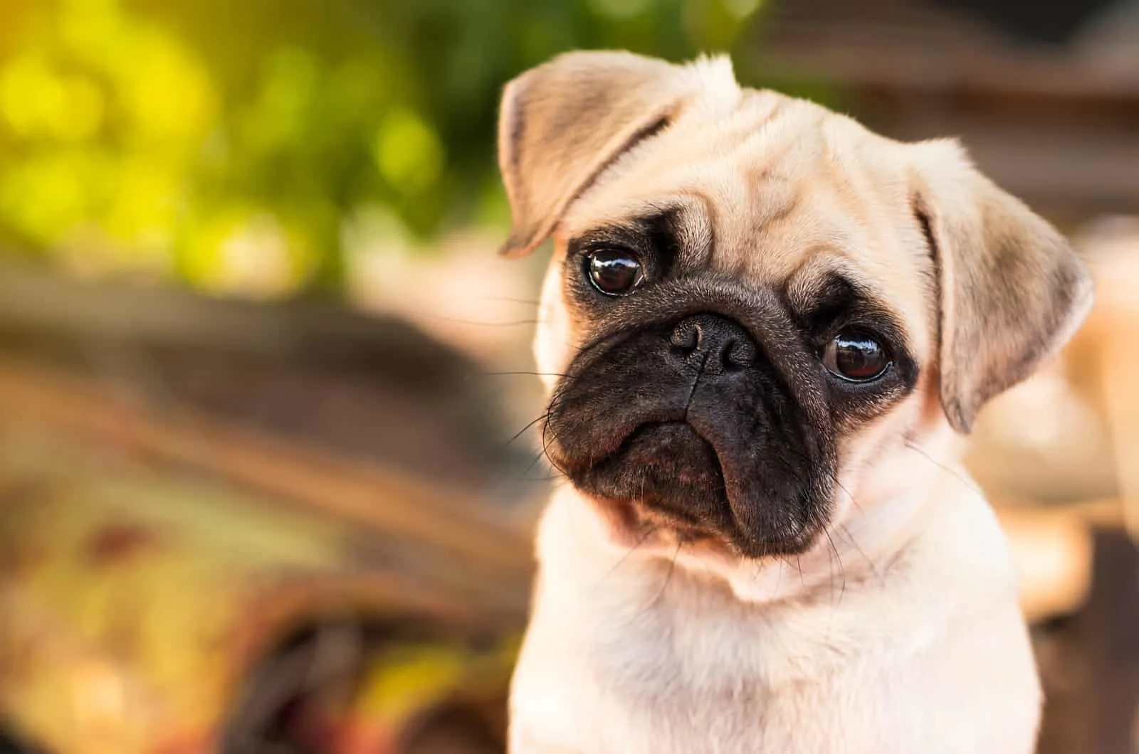 pequeño cachorro pug leonado