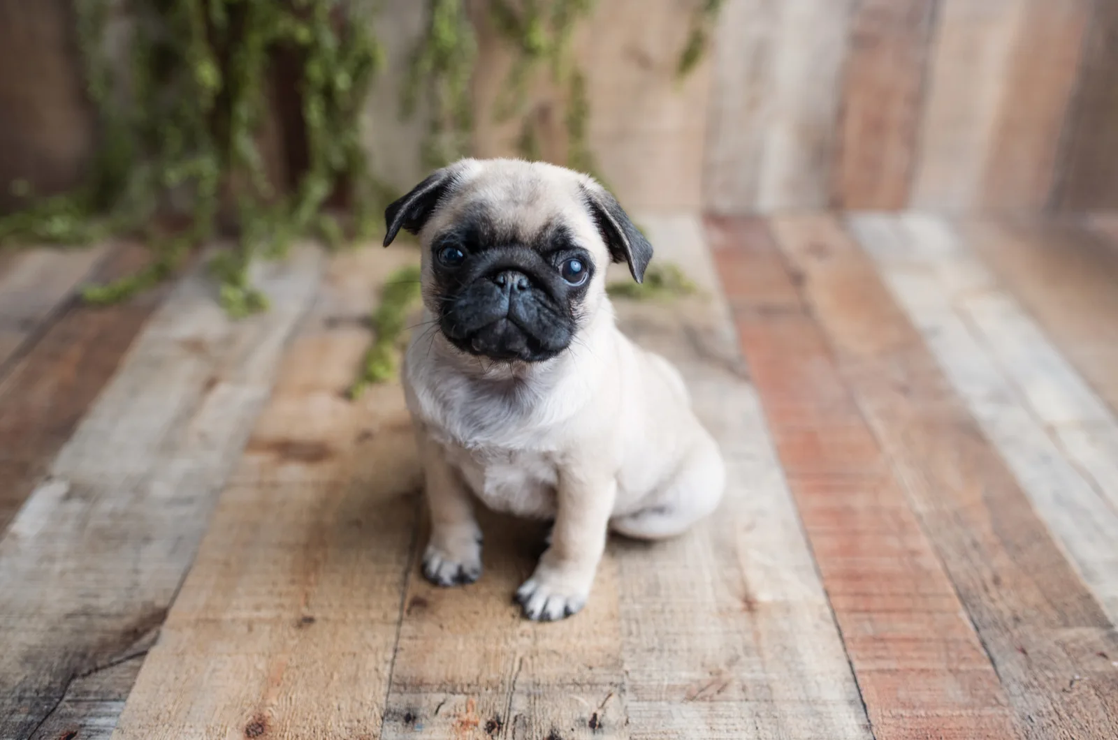 pequeño pug cervatillo
