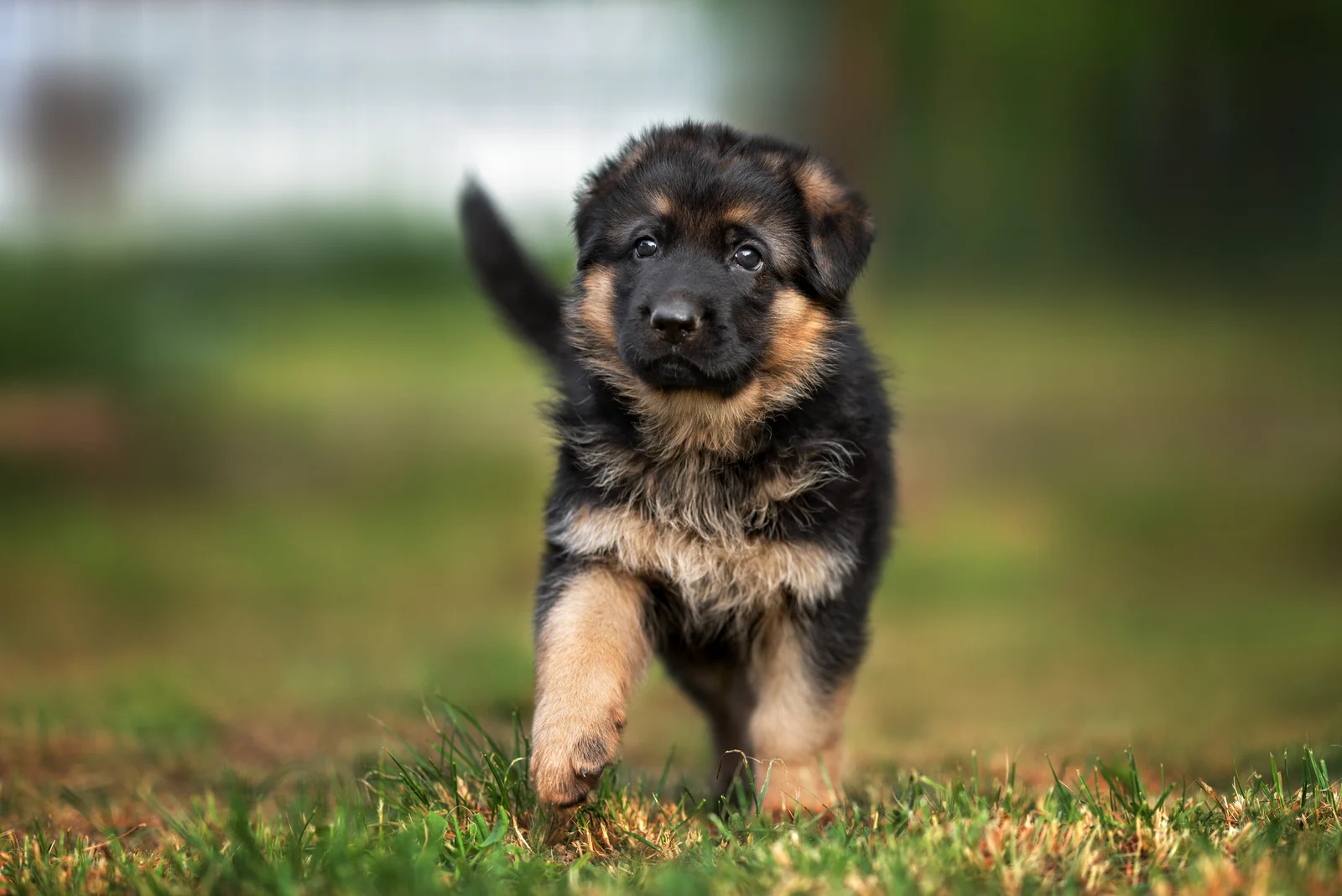 small german shepherd puppy