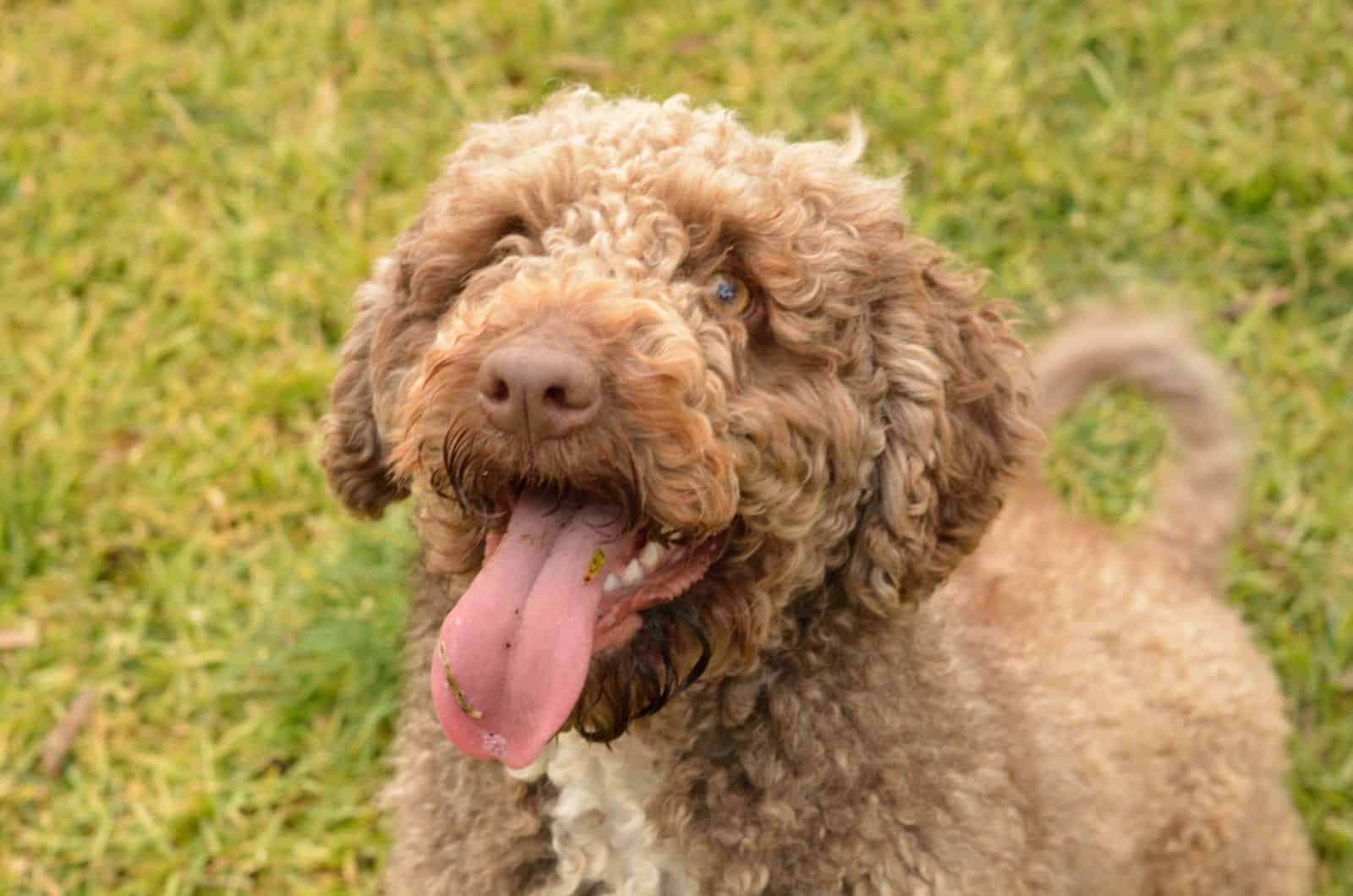 spanish water dog in nature