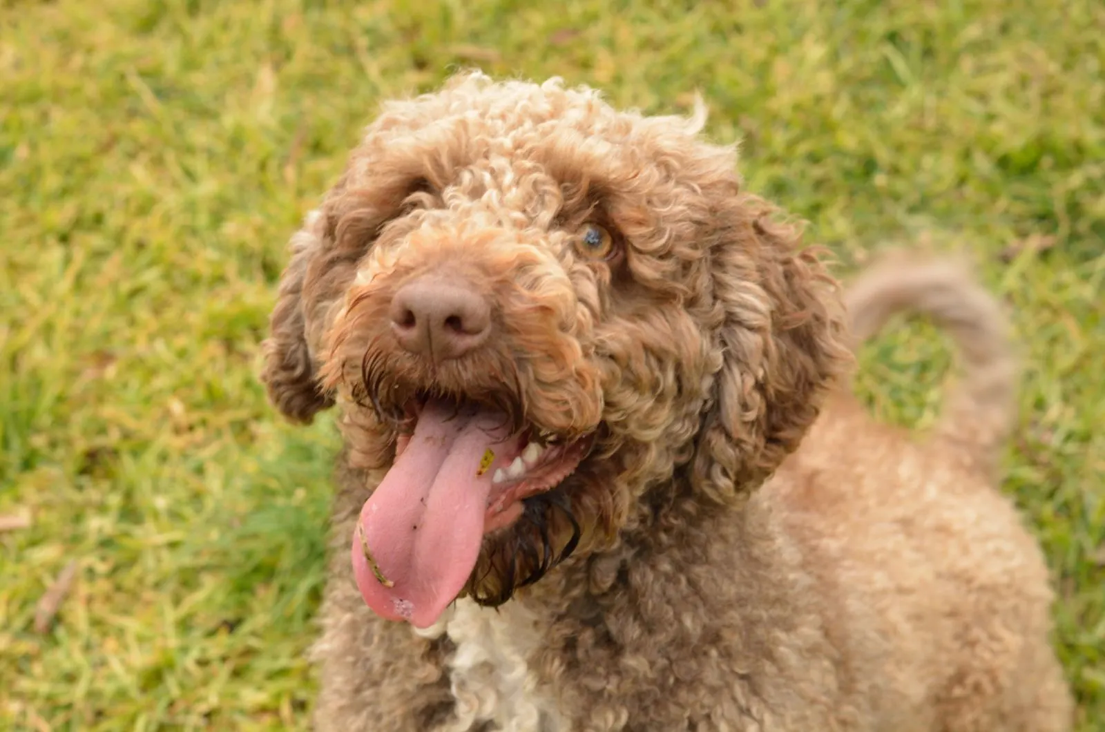 spanish water dog in nature