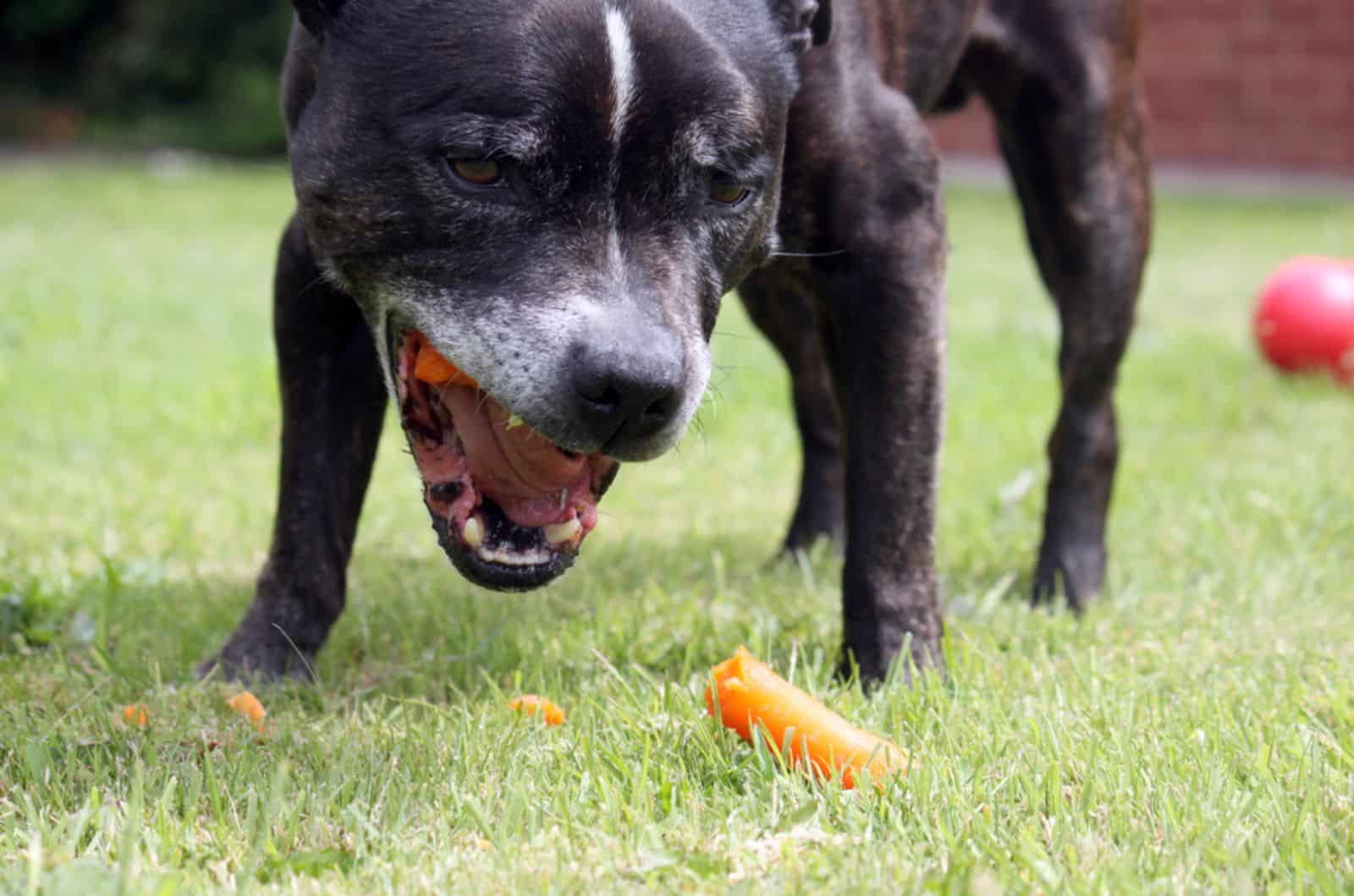 staffordshire bull terrier eating a carrot in the yard