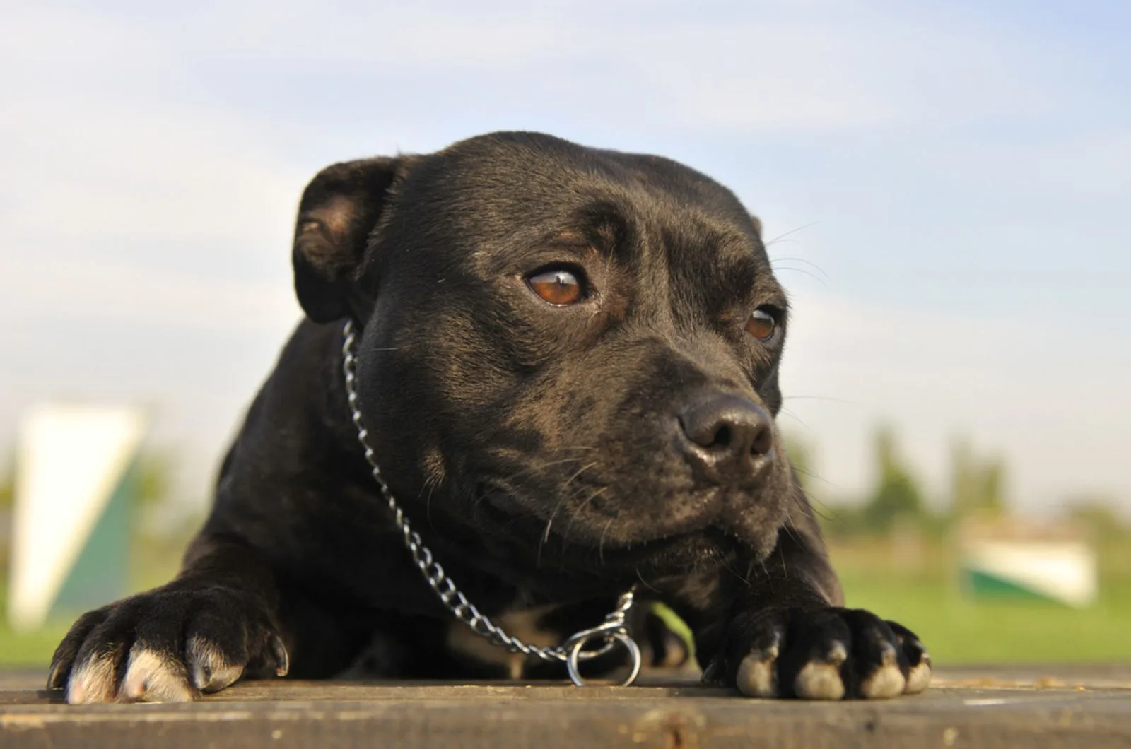 staffordshire bull terrier lying down on concrete