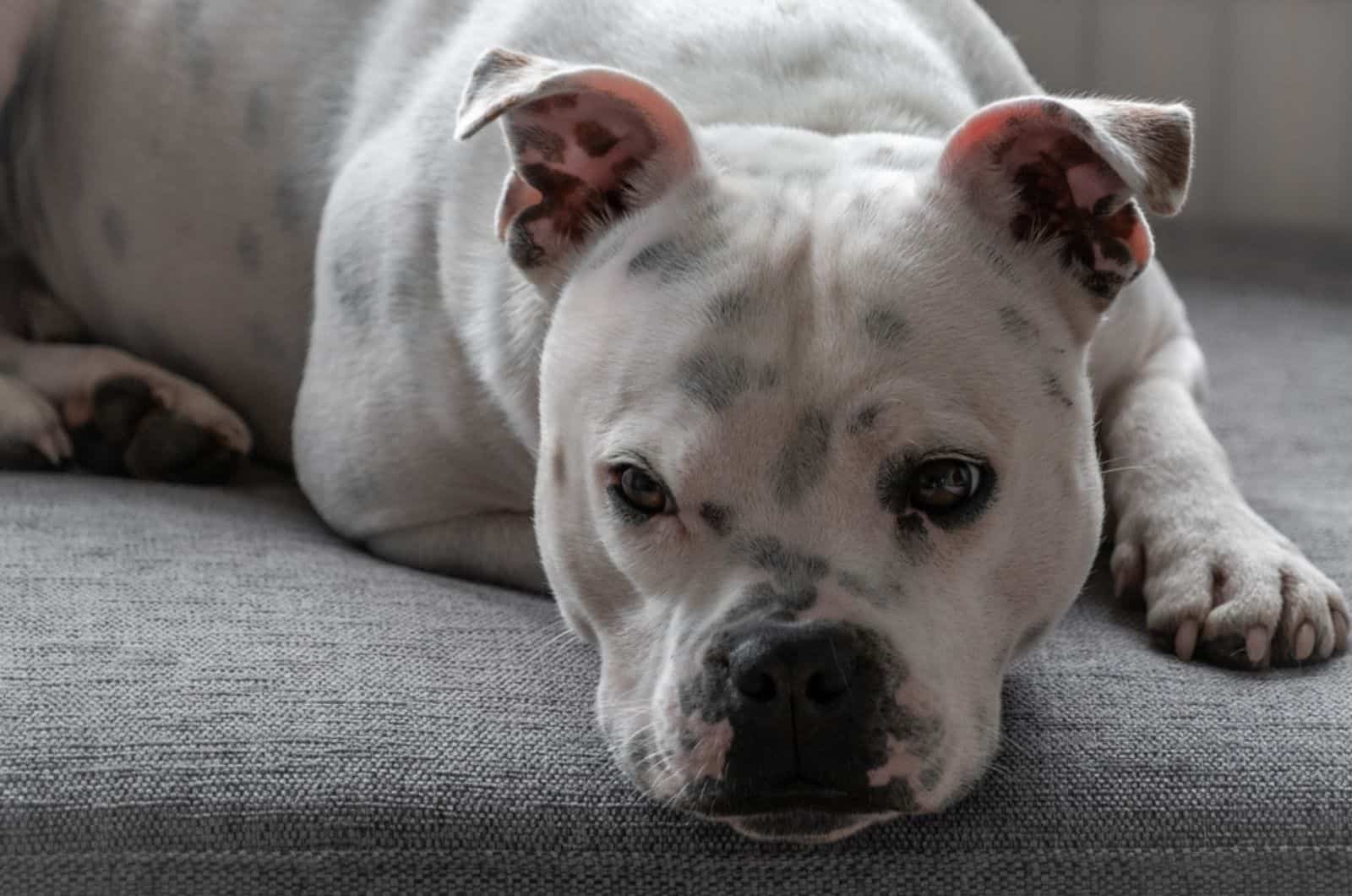 staffordshire bull terrier lying on the couch