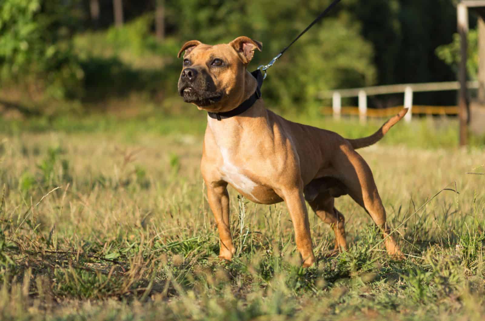 staffordshire bull terrier on a leash standing on a meadow
