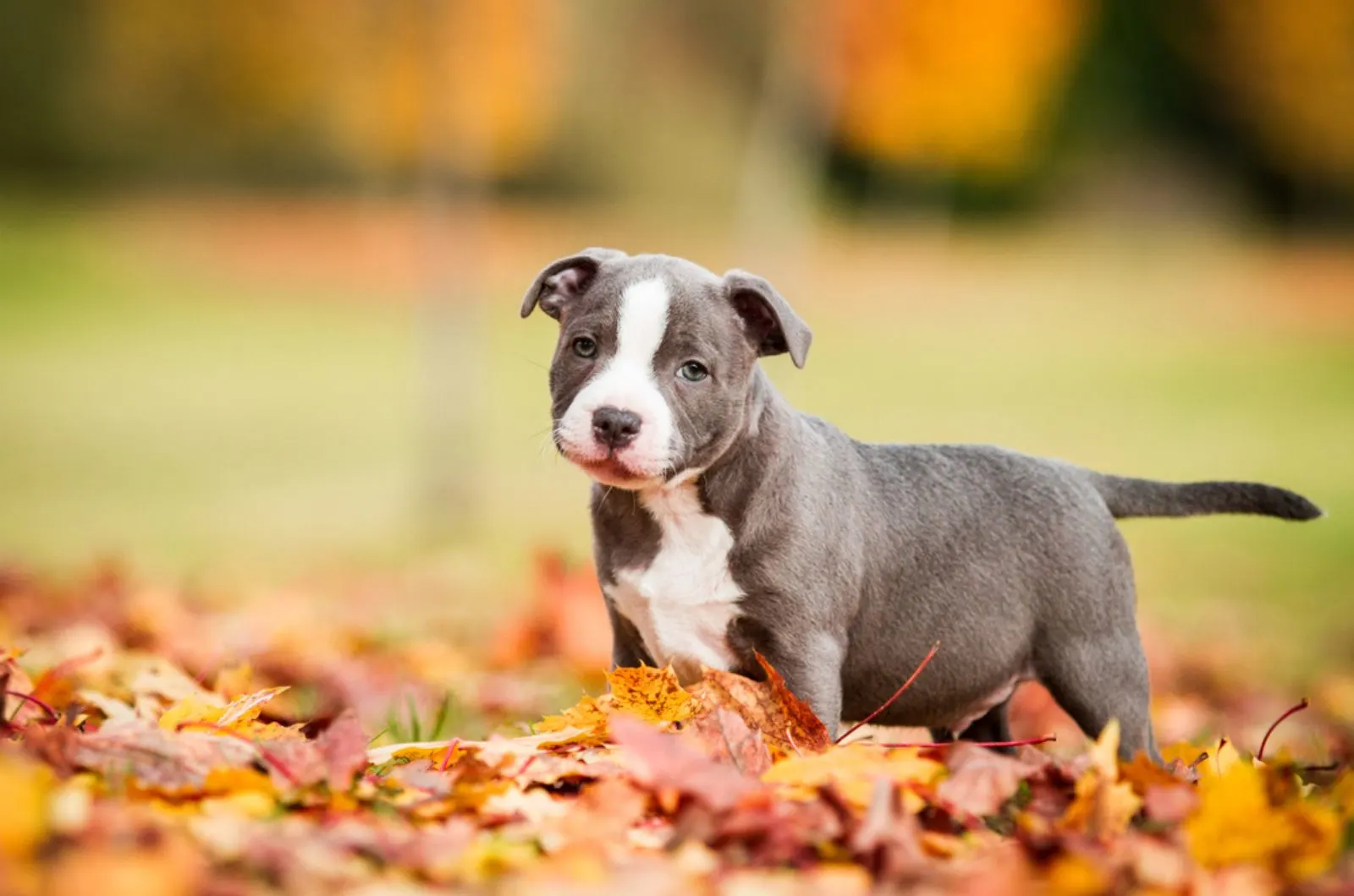 staffordshire bull terrier puppy standing in fallen leaves