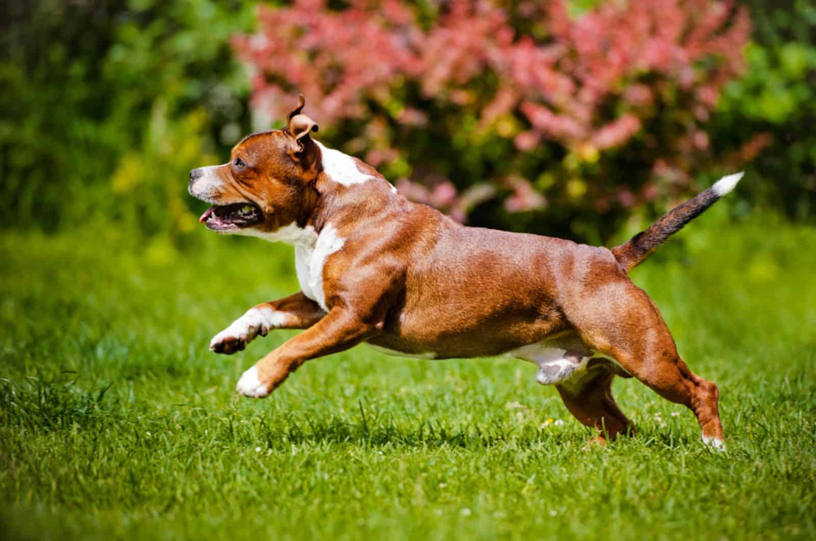 staffordshire bull terrier running in the park