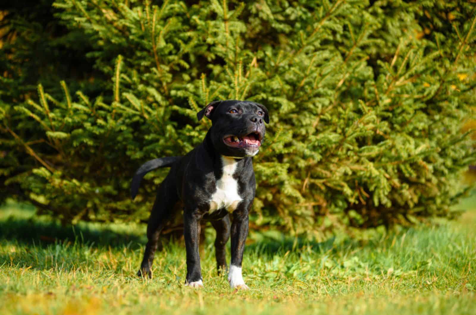 staffordshire bull terrier standing in the park