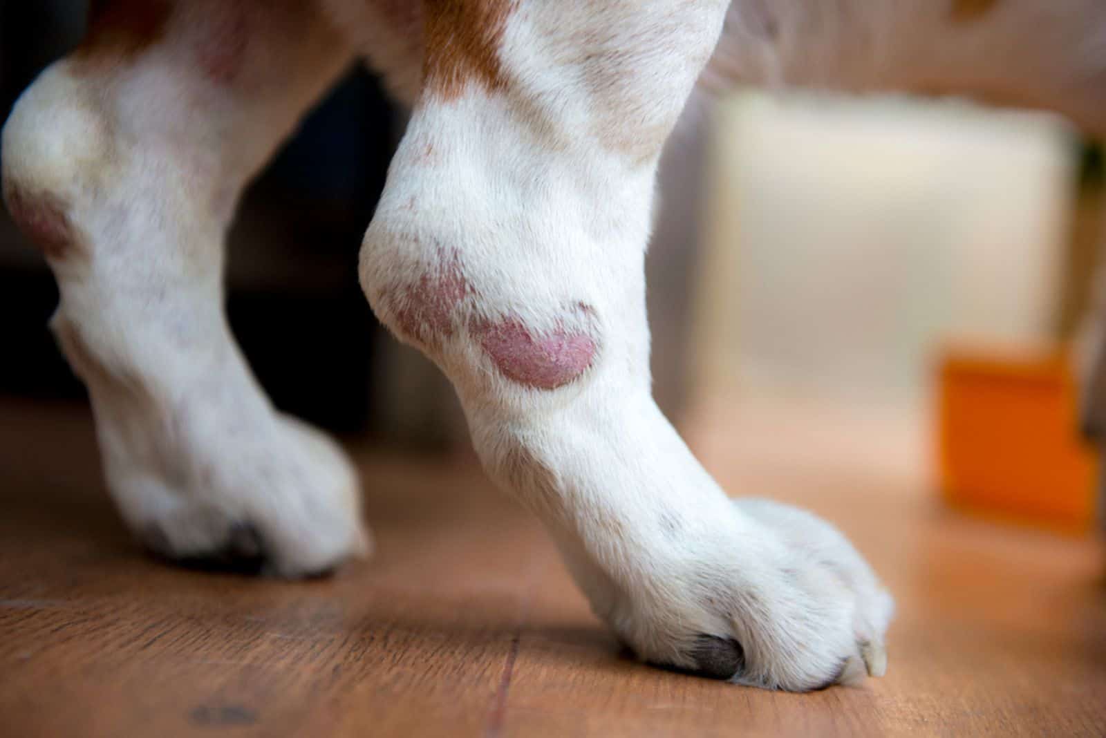 swollen leg in a dog