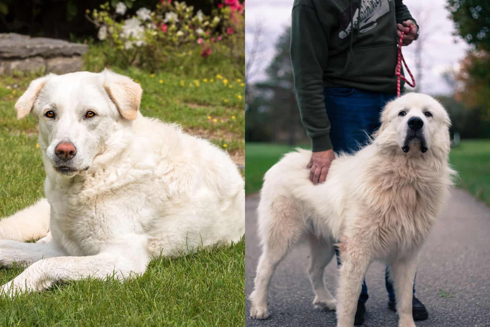 the beautiful Maremma Sheepdog and Great Pyrenees are resting