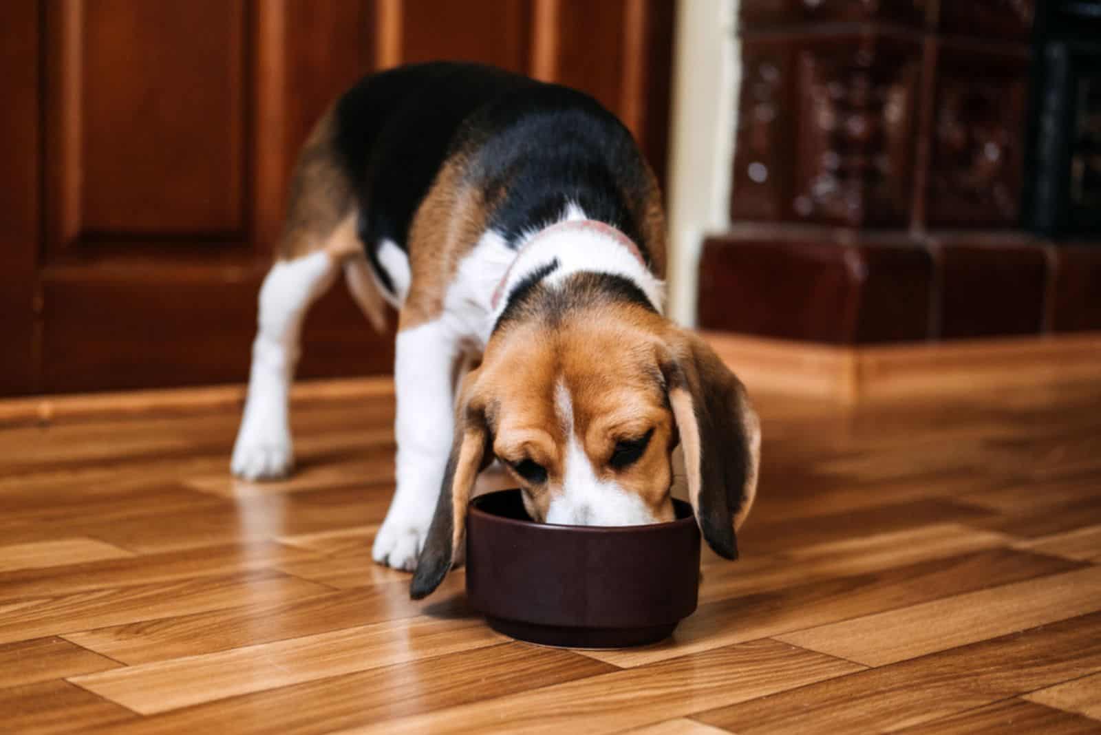 the dog eats from a black bowl
