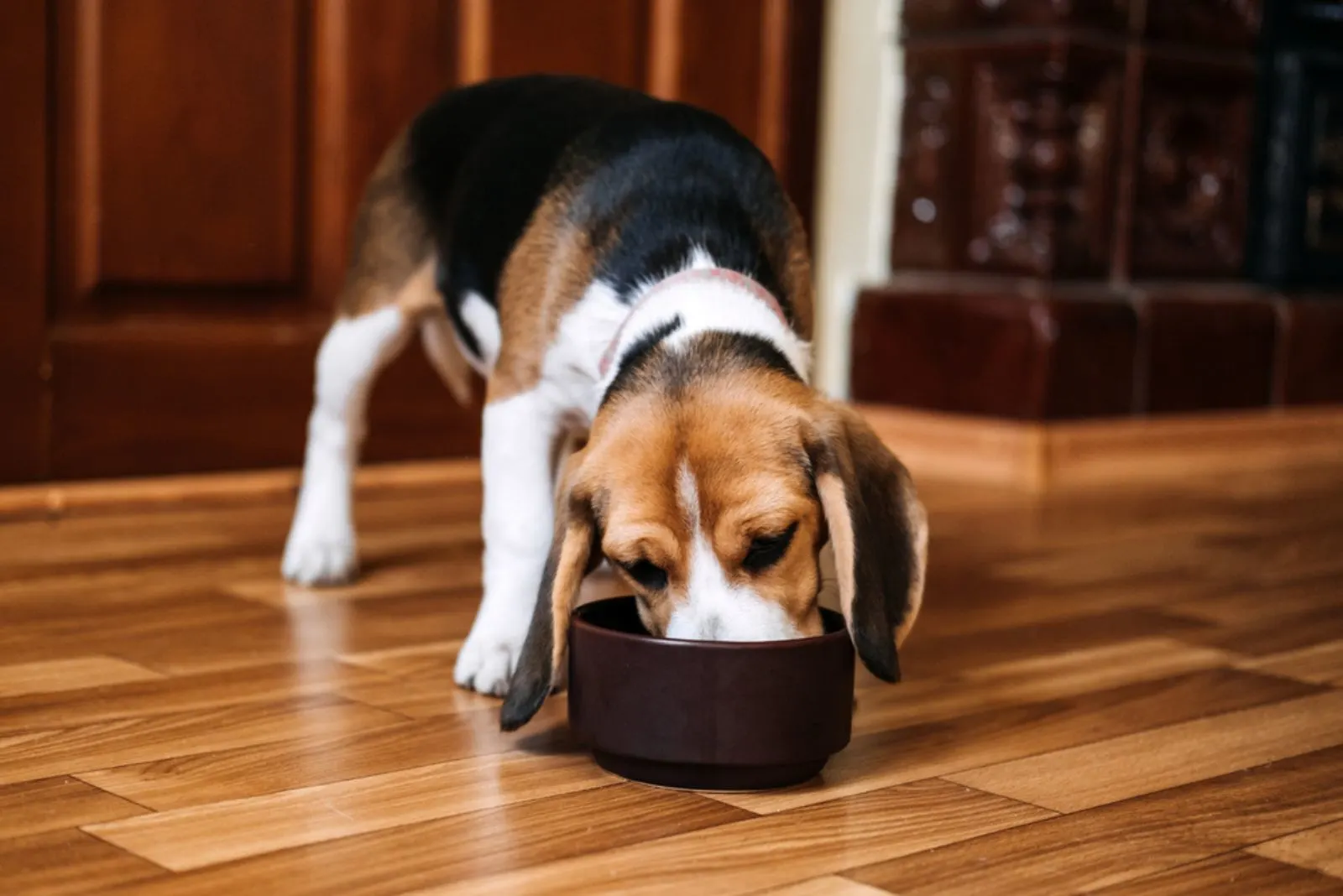 the dog eats from a black bowl