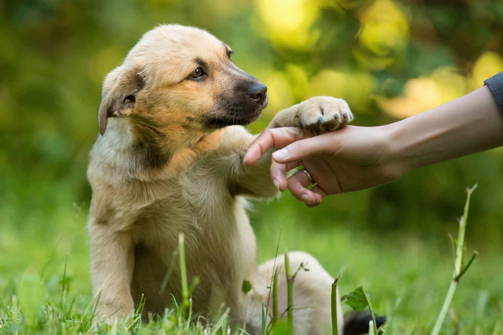 the dog gives a paw to the woman