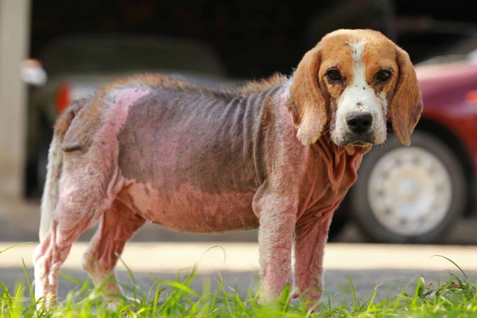 the dog is standing on the street