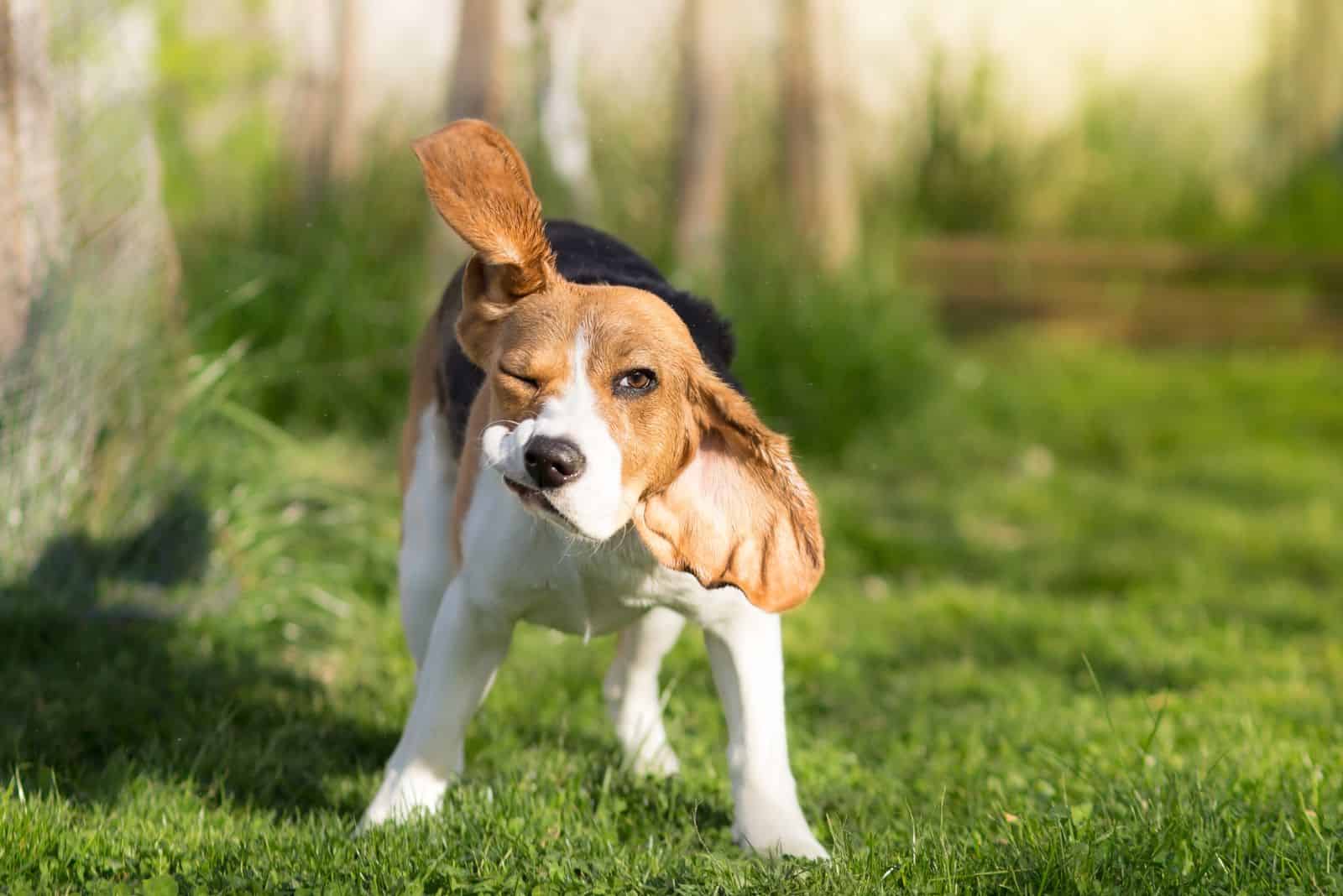 the dog stands in the meadow and shakes