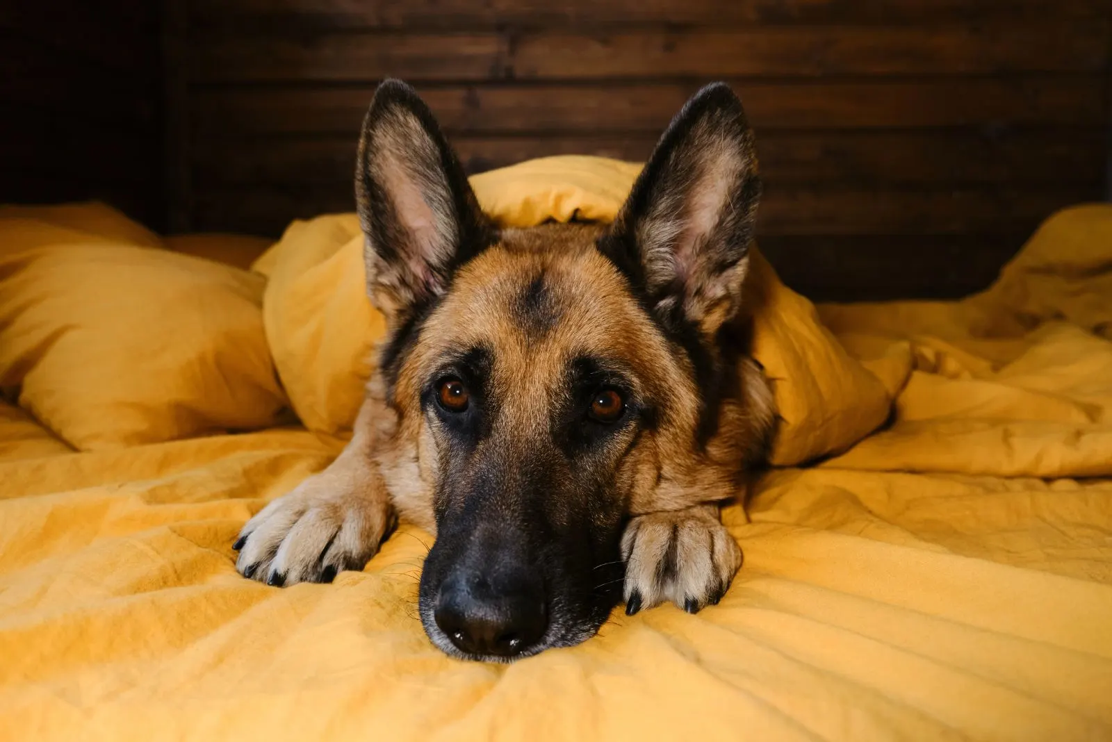 the german shepherd lies on the bed and whimpers