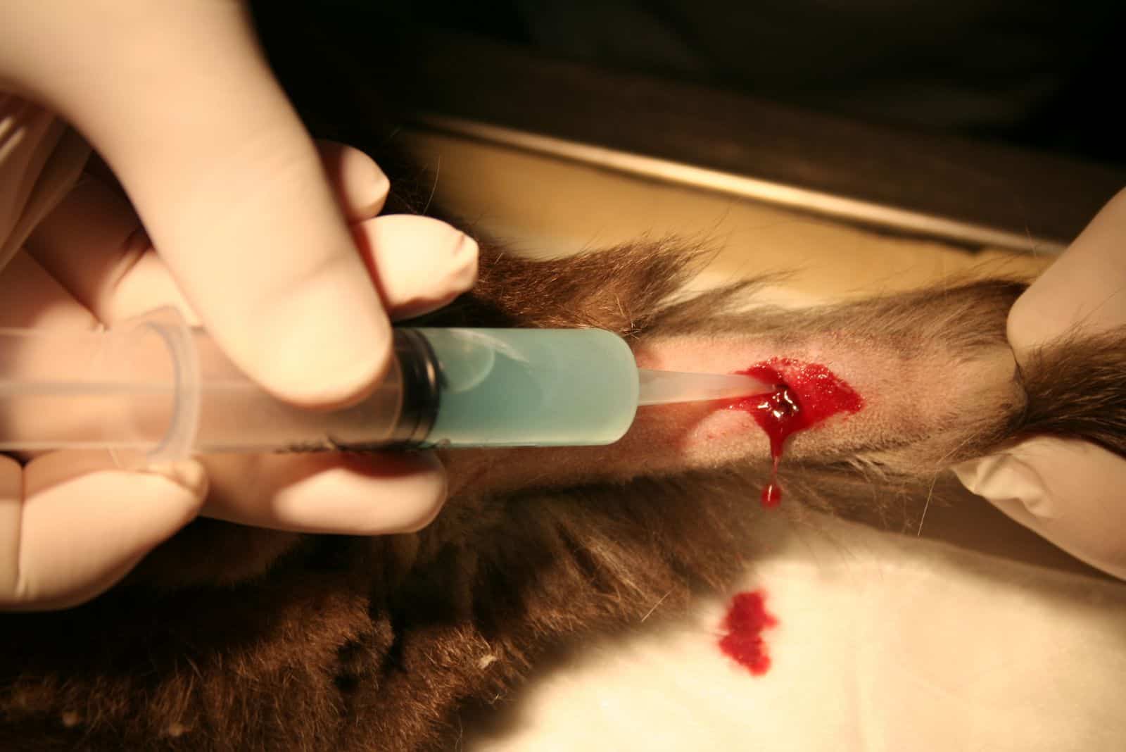 the vet cleans the dog's leg