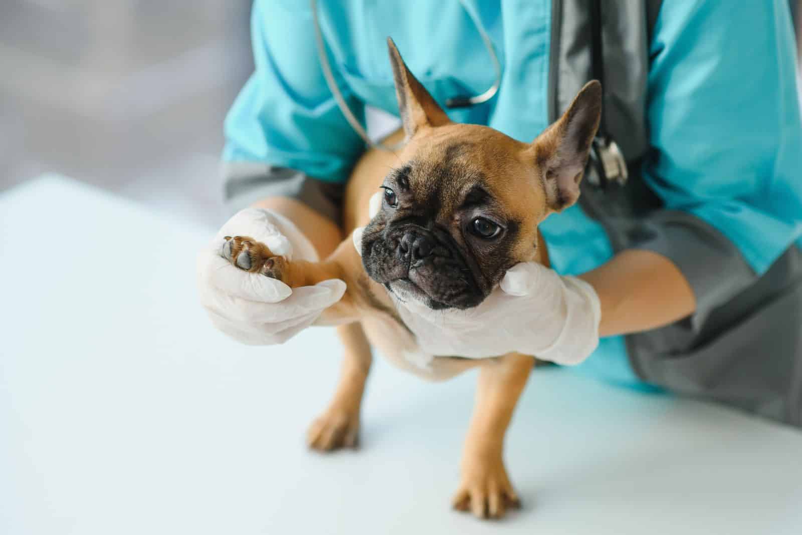 the vet examines the dog's leg