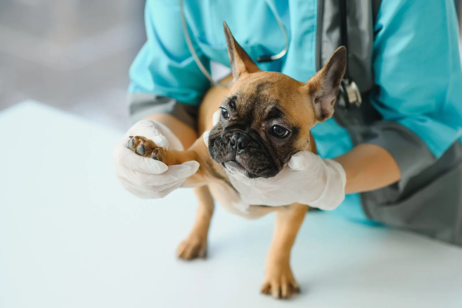 the vet examines the dog's leg