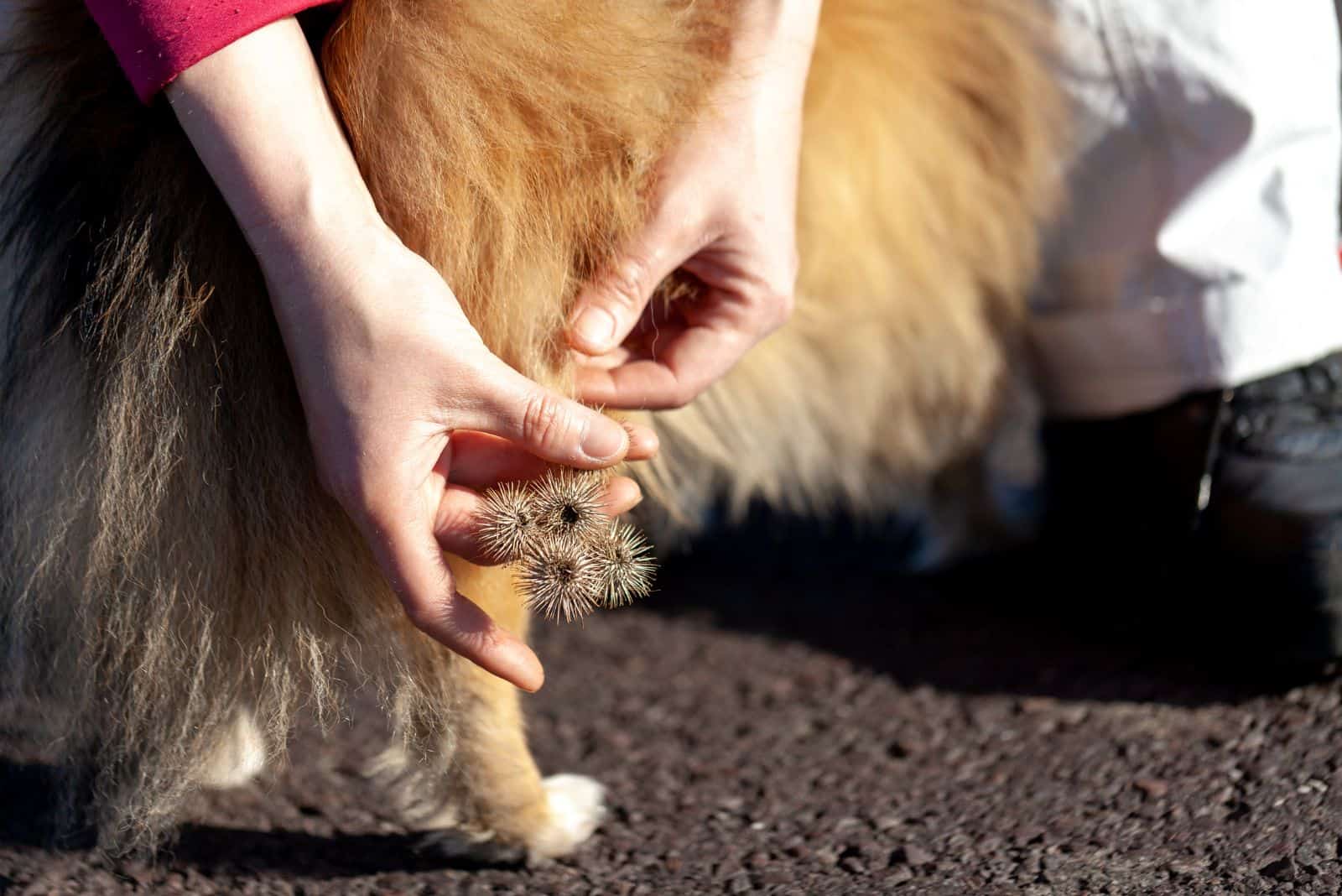 the woman removes the thistles from the dog's leg