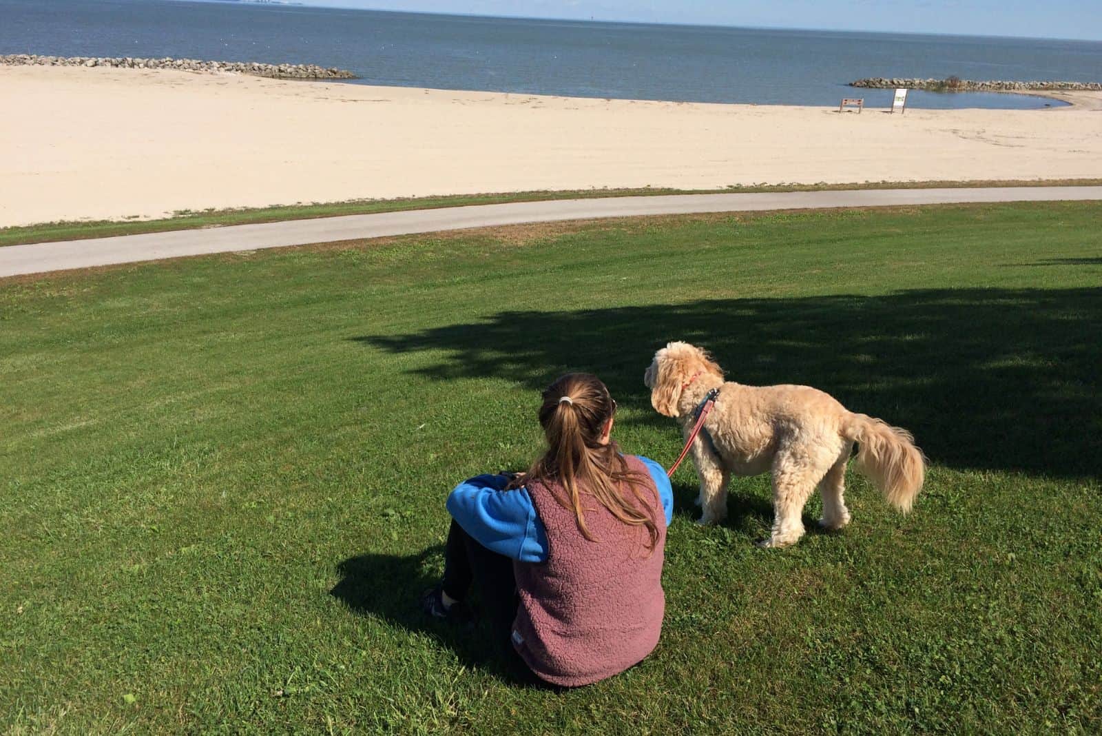 the woman sits on the grass and the Goldendoodle stands on a leash