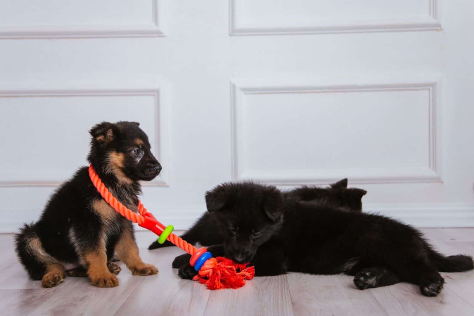 three brown and black german shepherd puppies play with animal toys