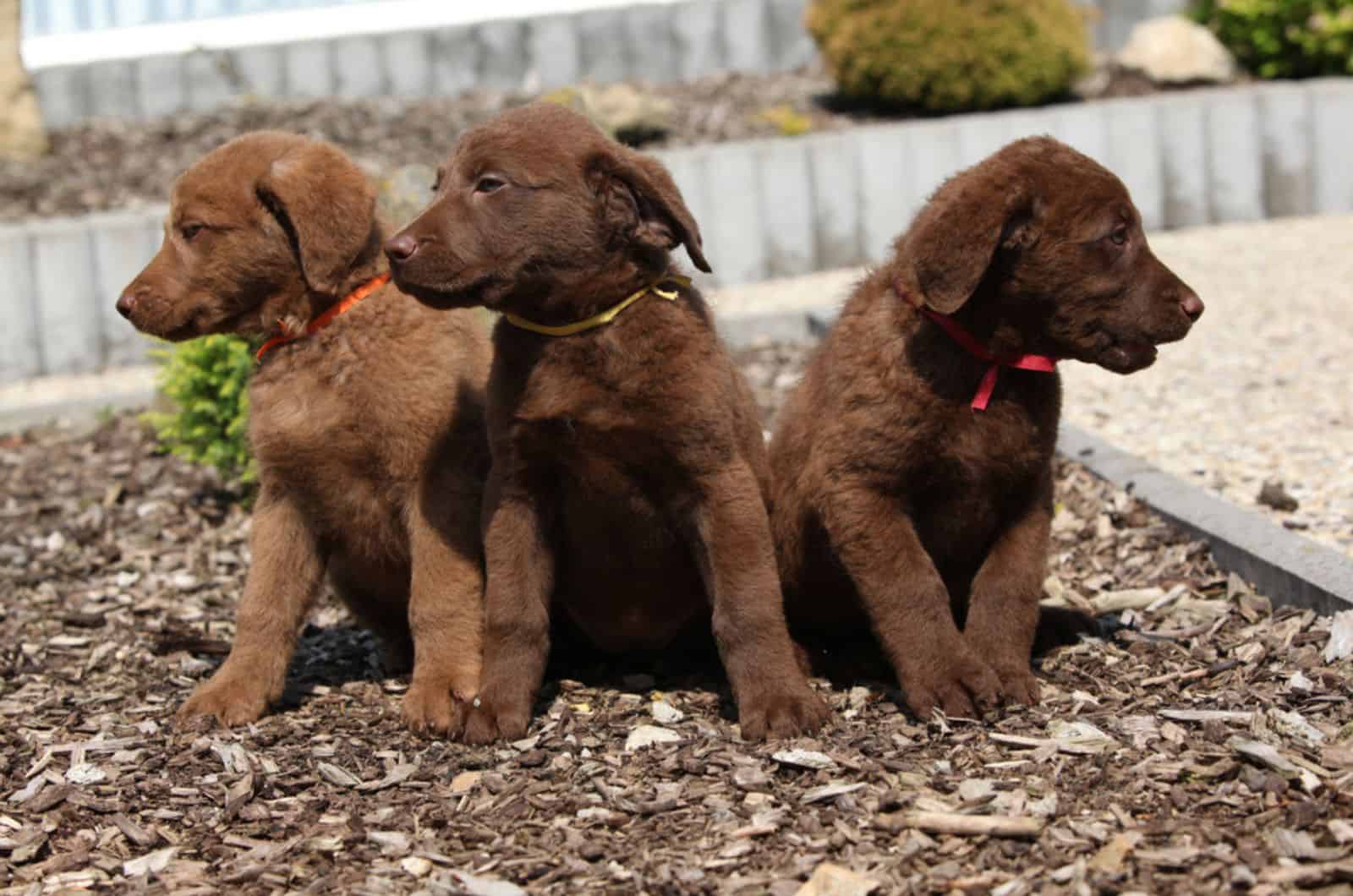 three chesapeake bay retriever puppies in the garden