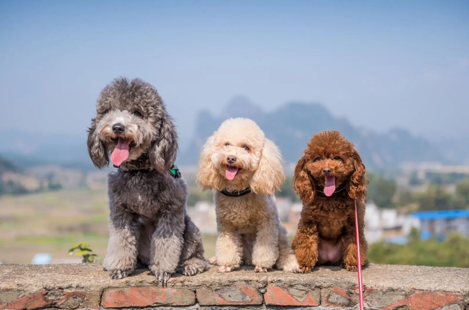 three poodles sitting together