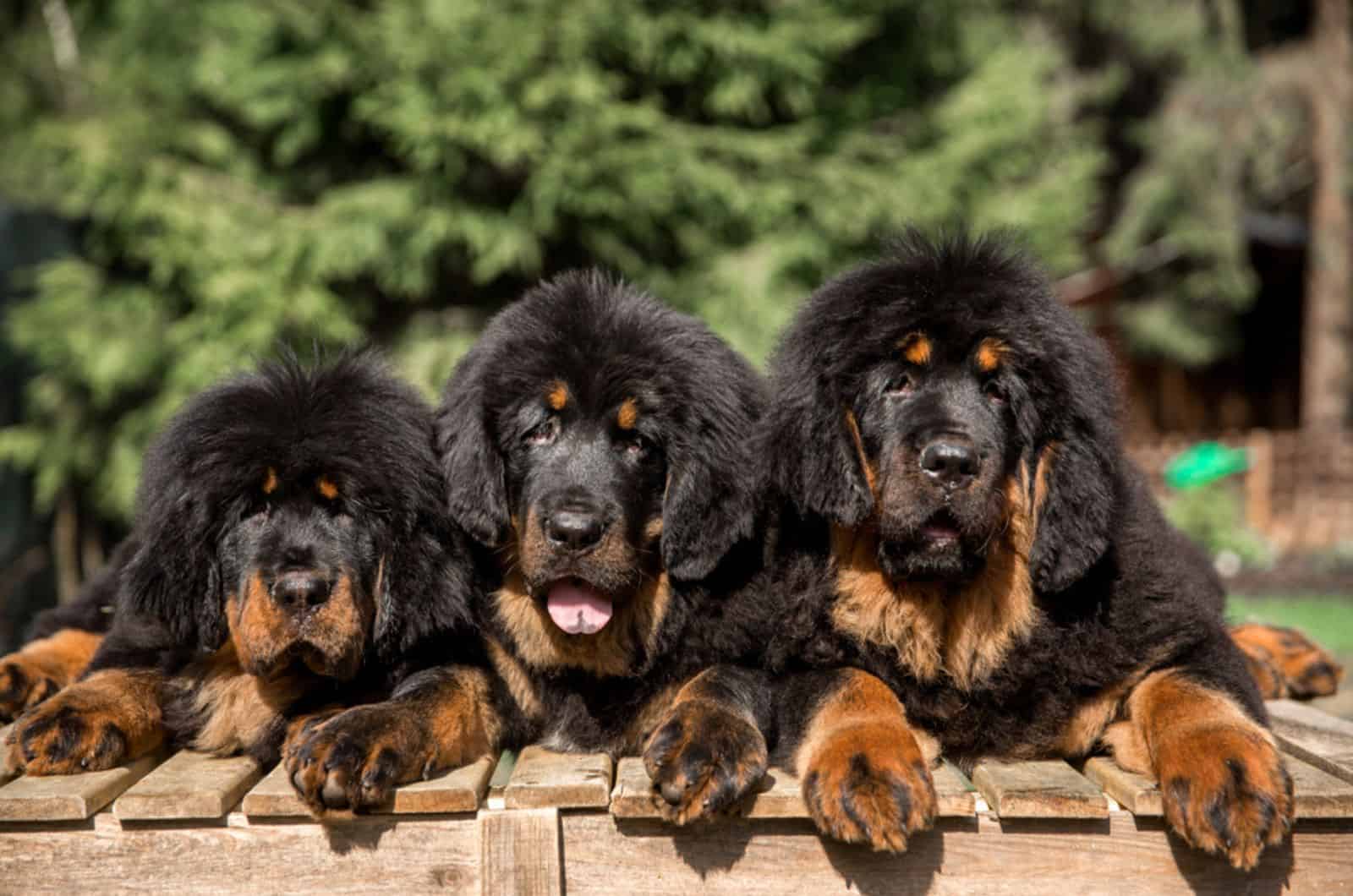 three tibetan mastiff dogs lying outdoors