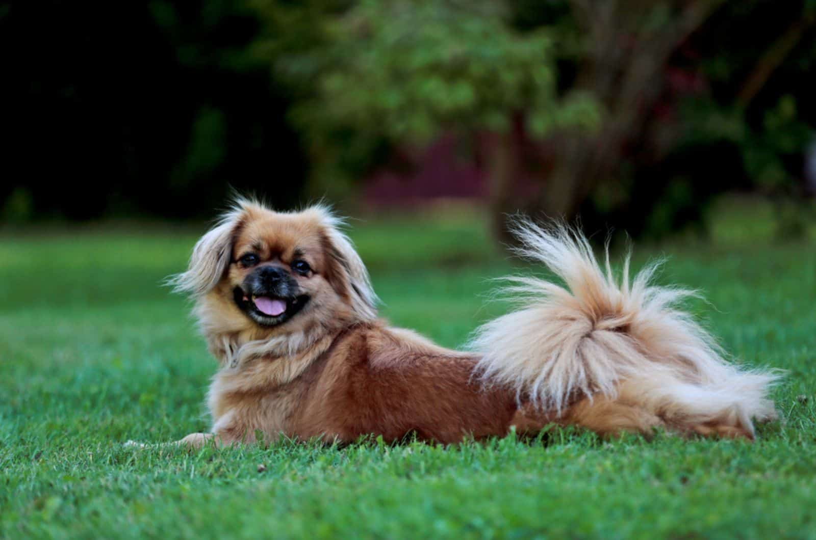 tibetan spaniel lying in the grass