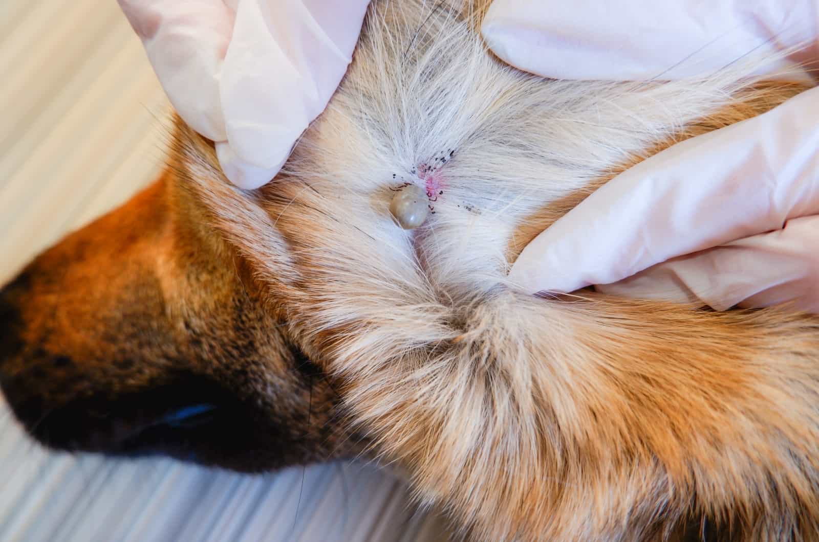 tick in German Shepherd's fur