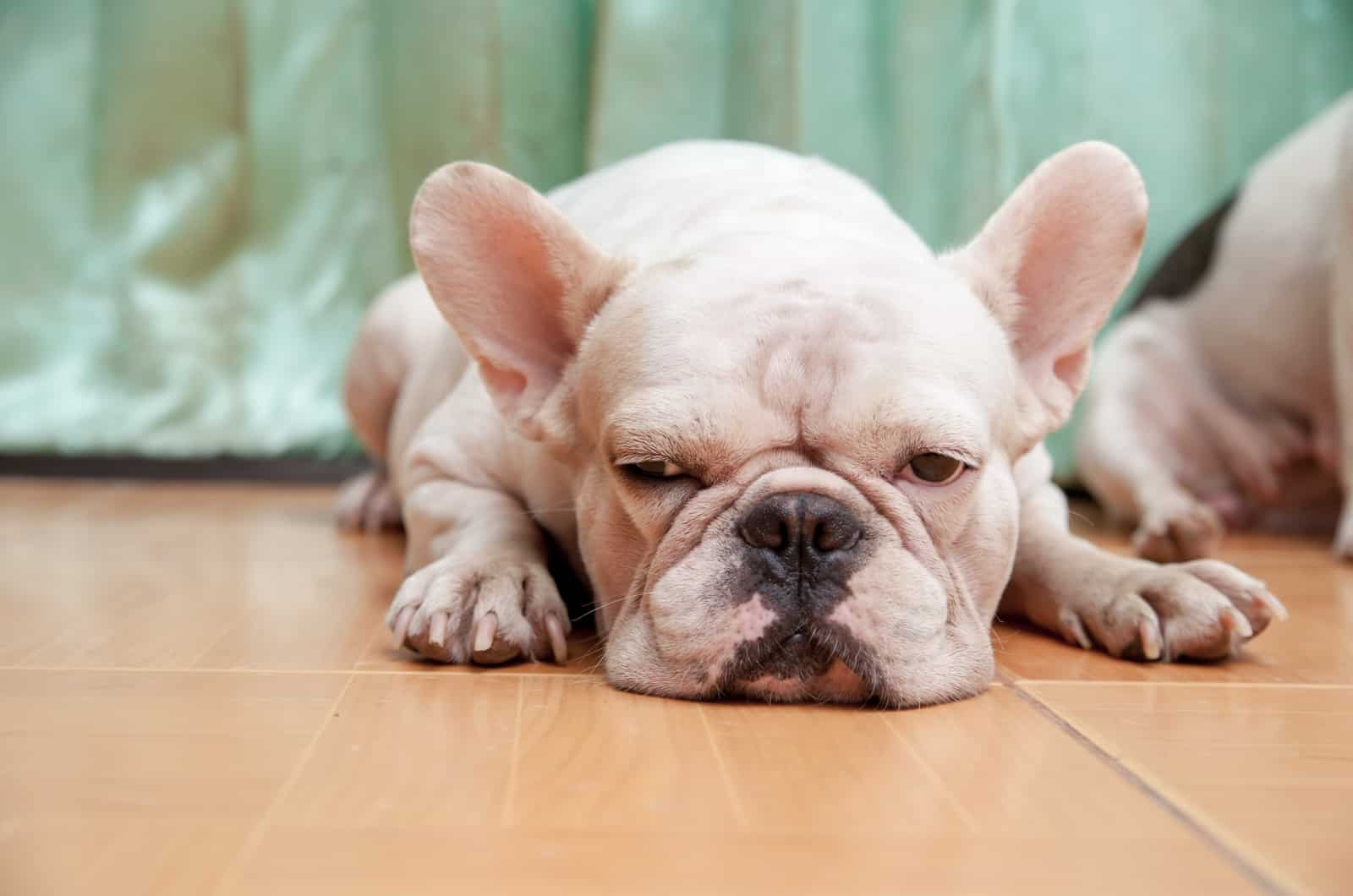 tired Frenchie lying on floor