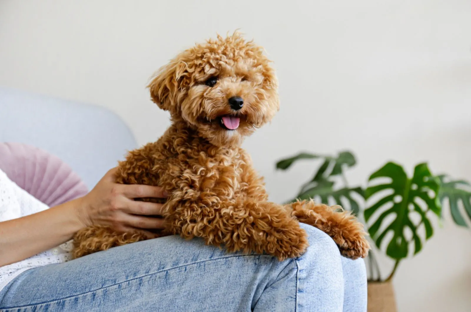 toy poodle sitting in owner's lap