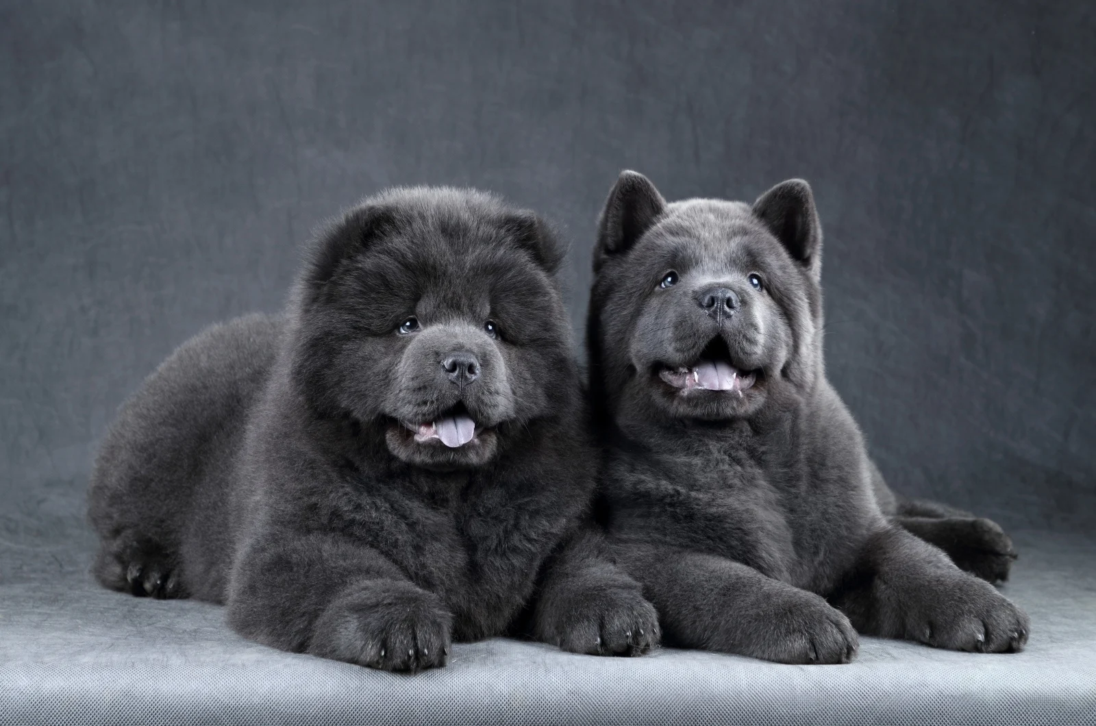 two Blue Chow Chow dogs