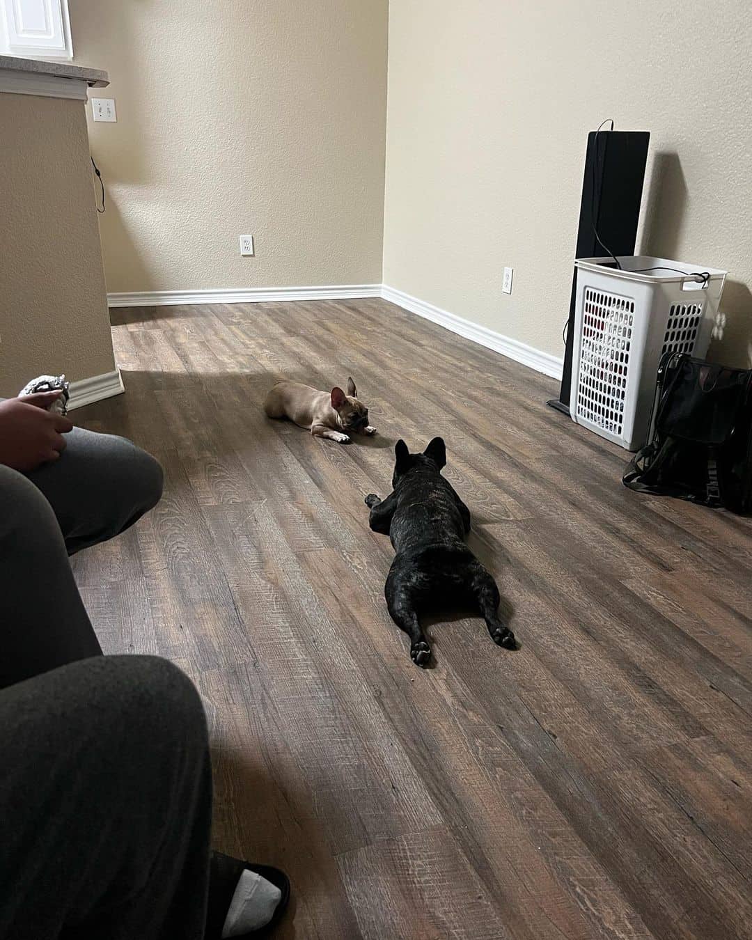 two Frenchies lie on the floor and invite each other to play